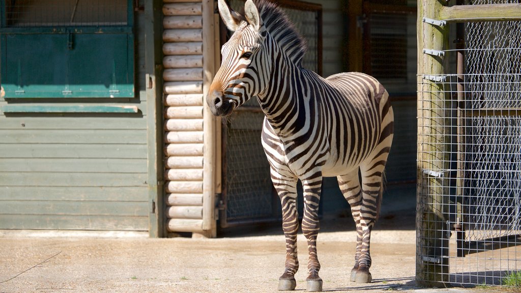 Marwell Wildlife showing cuddly or friendly animals and zoo animals