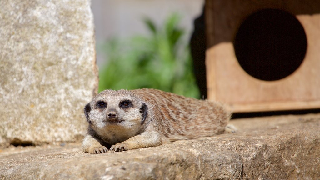 Marwell Wildlife caracterizando animais de zoológico e animais fofos ou amigáveis