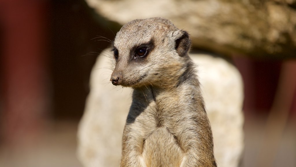 Marwell Wildlife que inclui animais de zoológico e animais fofos ou amigáveis