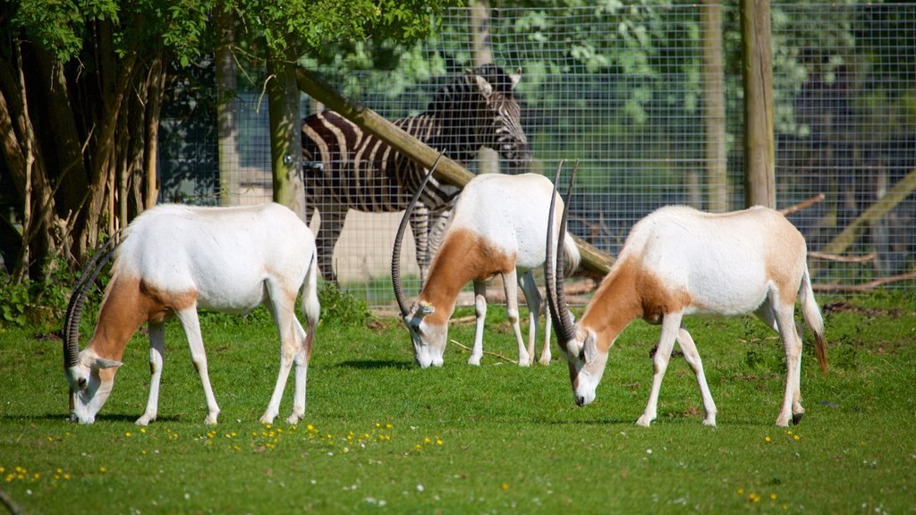 Marwell Wildlife ofreciendo animales de zoológico y animales