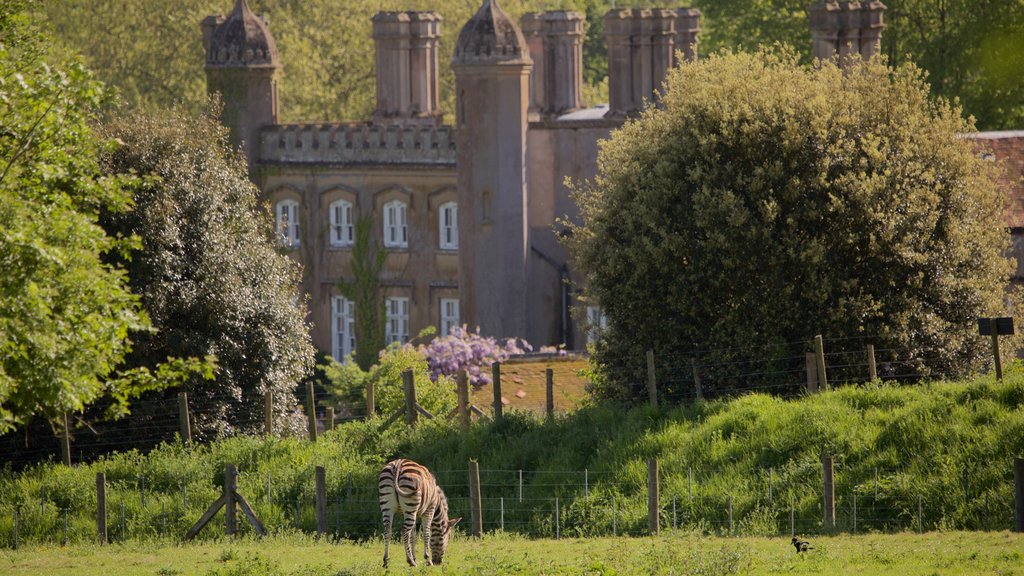 Marwell Zoo which includes cuddly or friendly animals and château or palace