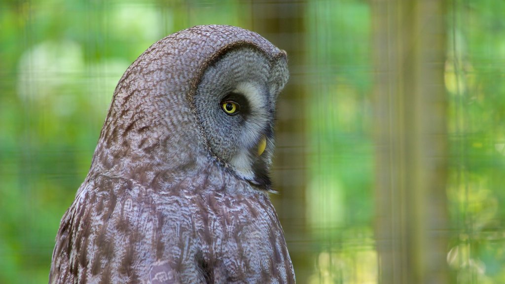 Marwell Zoo showing zoo animals and bird life