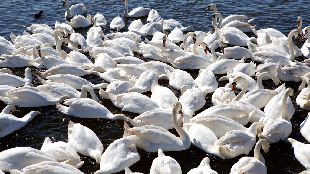 Weymouth ofreciendo vida de las aves