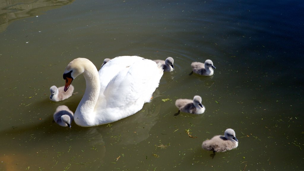 Weymouth mettant en vedette vie des oiseaux