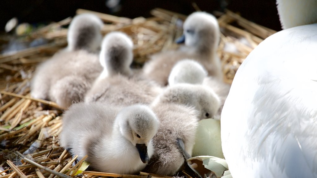 Weymouth mostrando aves