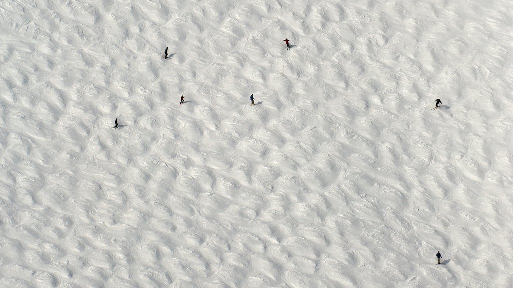 Golden montrant ski sur neige, neige et planche à neige