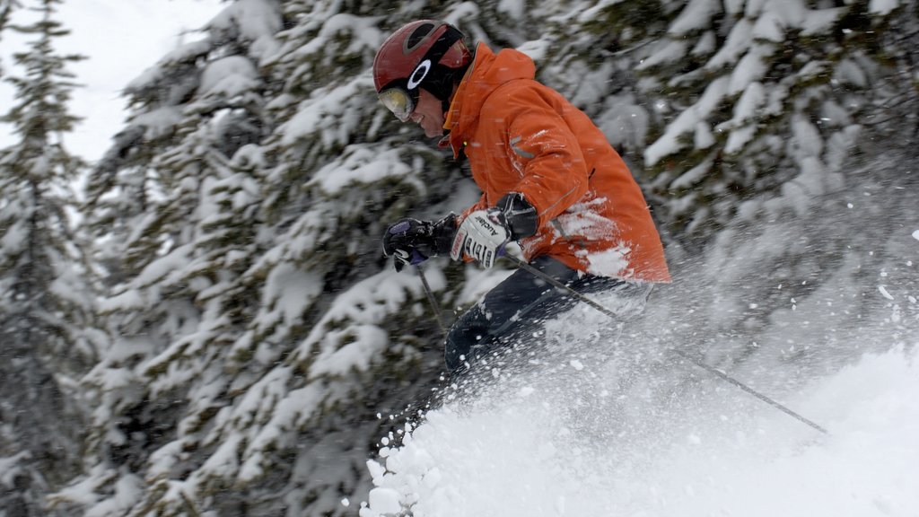 Golden ofreciendo nieve y ski en la nieve y también un hombre