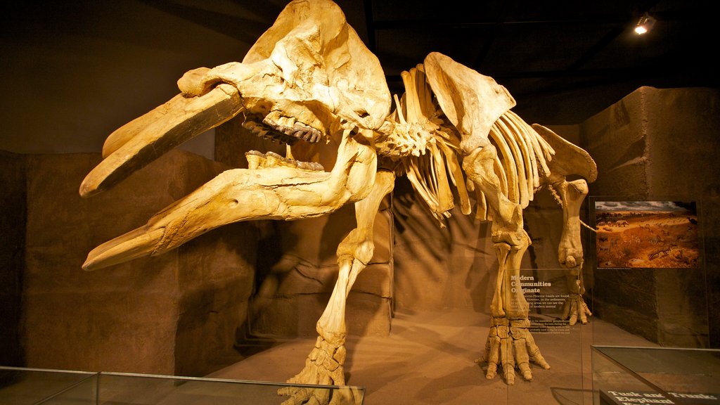 Musée Royal Tyrrell