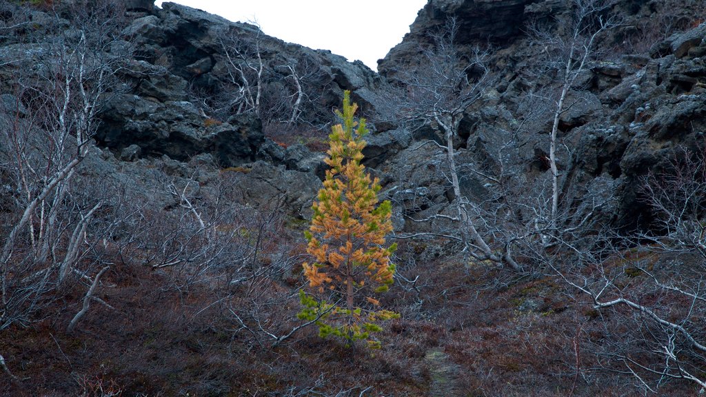 Dimmuborgir che include colori d\'autunno e paesaggi rilassanti