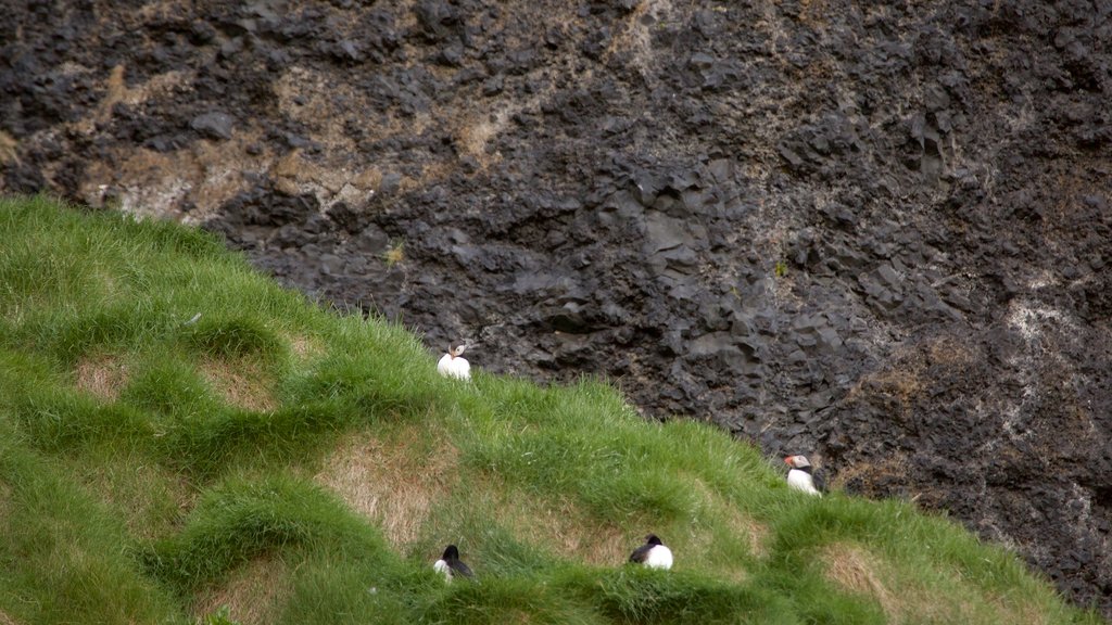 Plage noire mettant en vedette faune aviaire