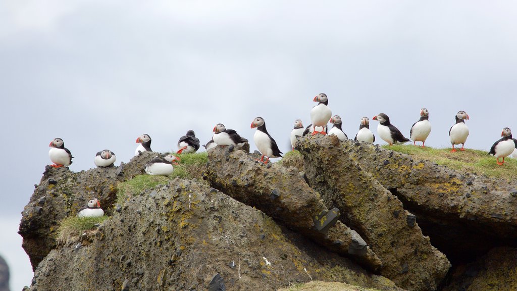 Reynisdrangar que incluye vida de las aves