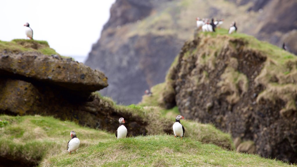 Reynisdrangar mettant en vedette faune aviaire