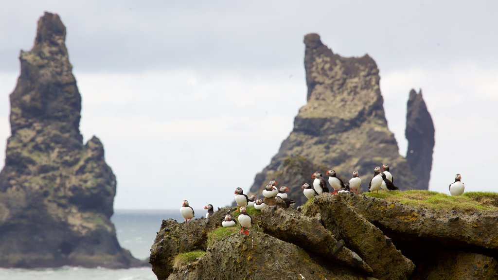 Reynisdrangar qui includes faune aviaire