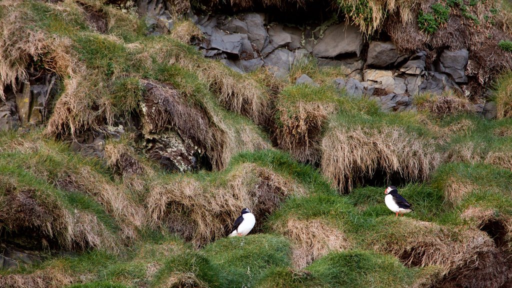 Black Beach showing bird life