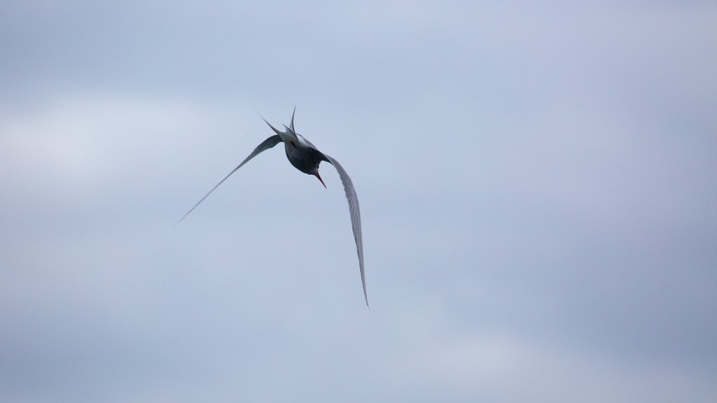 Lagoa Jökulsárlón que inclui vida das aves