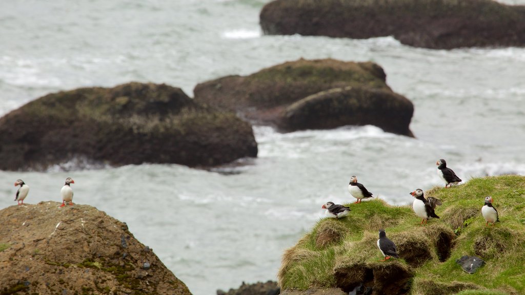 Reynisdrangar showing general coastal views and bird life