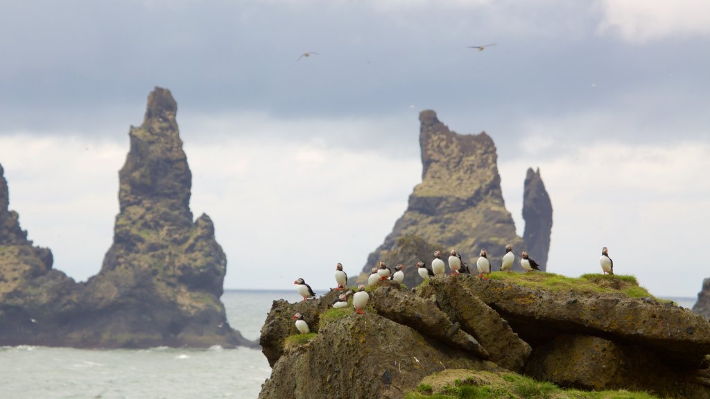 Reynisdrangar featuring general coastal views and bird life