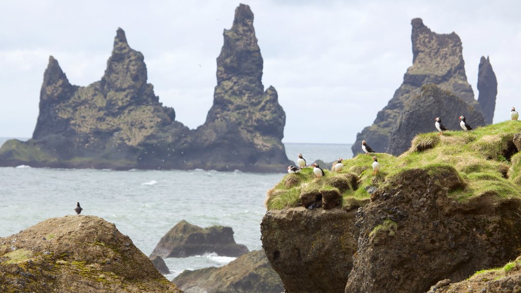 Reynisdrangar que incluye vista general a la costa y aves