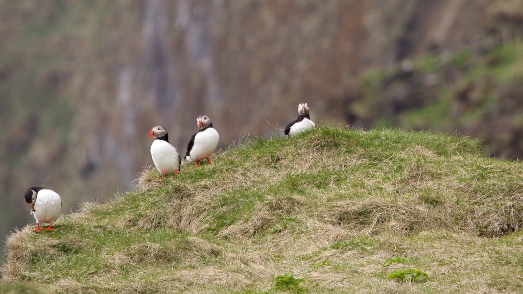 Reynisdrangar mettant en vedette faune aviaire