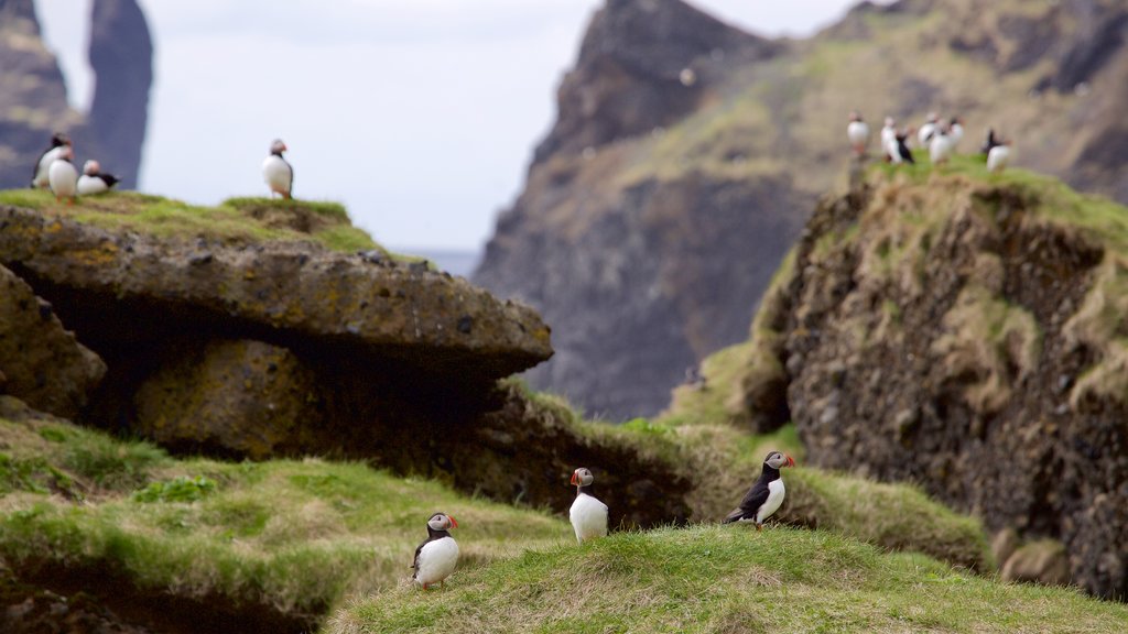 Reynisdrangar que inclui vida das aves