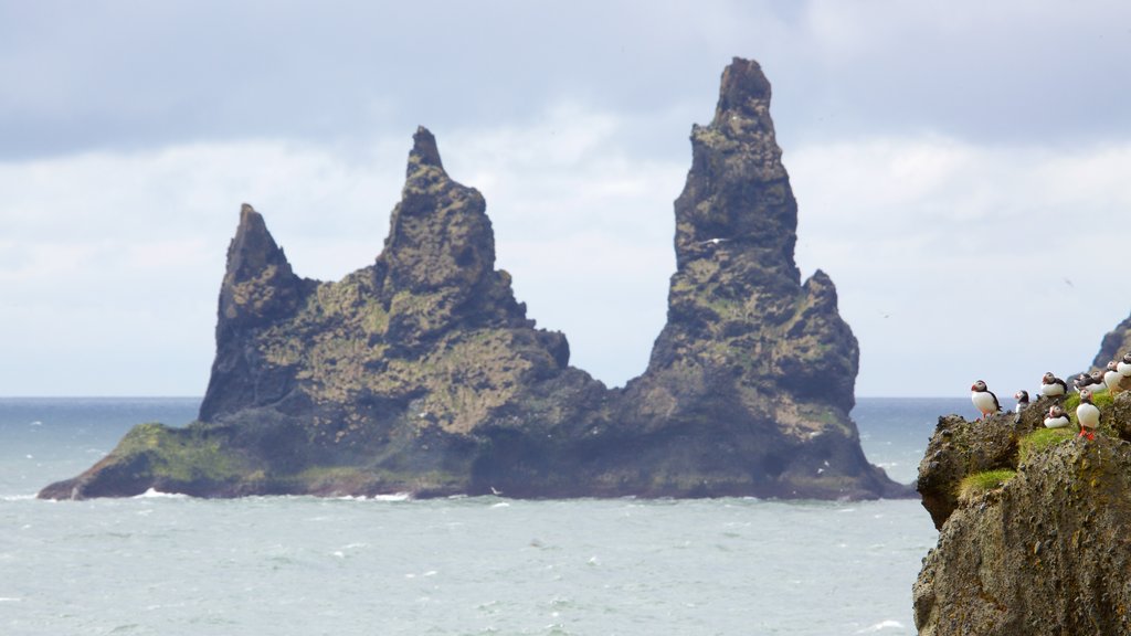 Reynisdrangar which includes rugged coastline and general coastal views