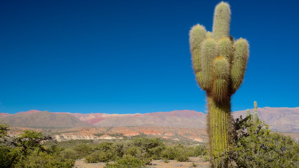 Jujuy showing desert views