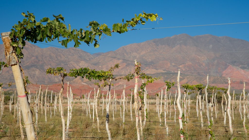 Cafayate showing mountains and farmland