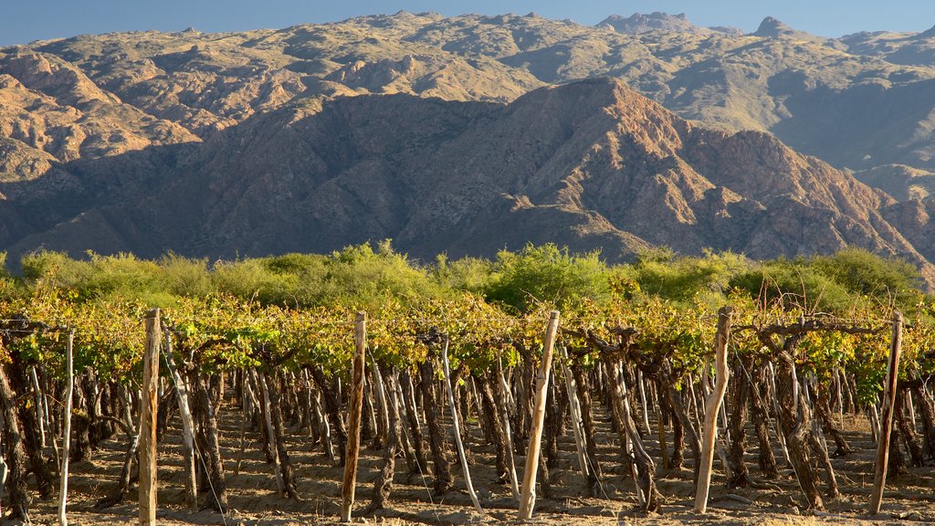 Cafayate menampilkan gunung dan lahan pertanian