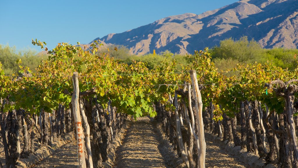 Cafayate som omfatter landbrugsområde