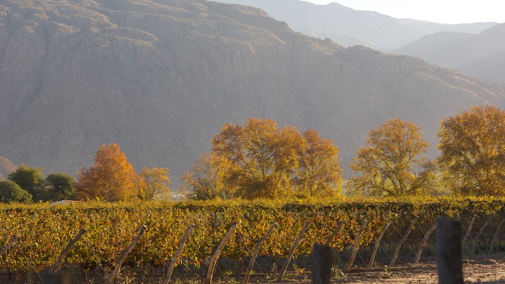 Cafayate que incluye tierras de cultivo