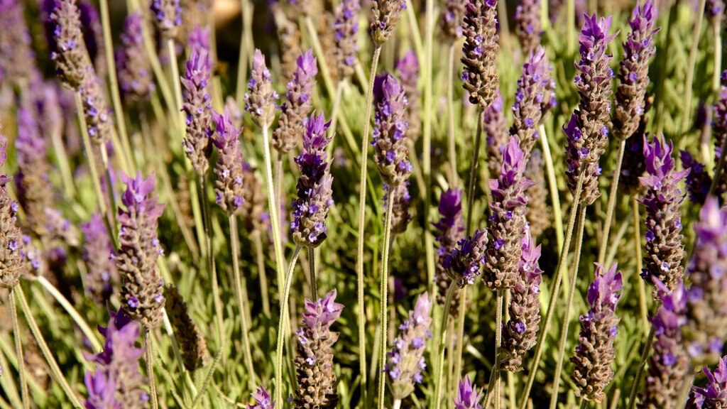 Salta which includes wild flowers