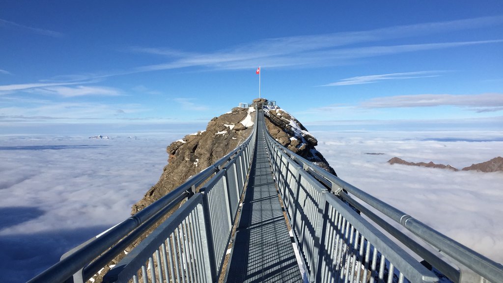 Les Diablerets showing a suspension bridge or treetop walkway