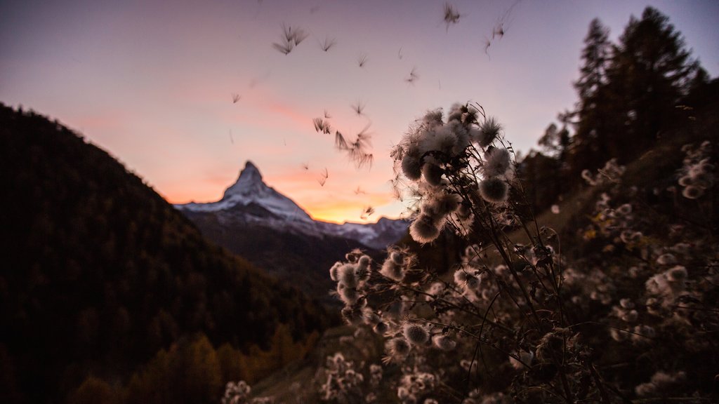 Matterhorn showing a sunset and wildflowers