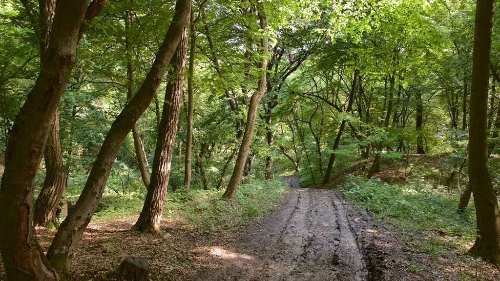 Cluj-Napoca showing forest scenes