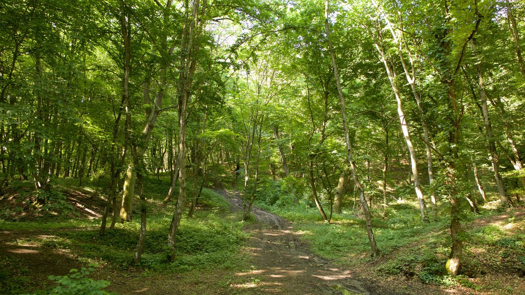 Cluj-Napoca showing forests