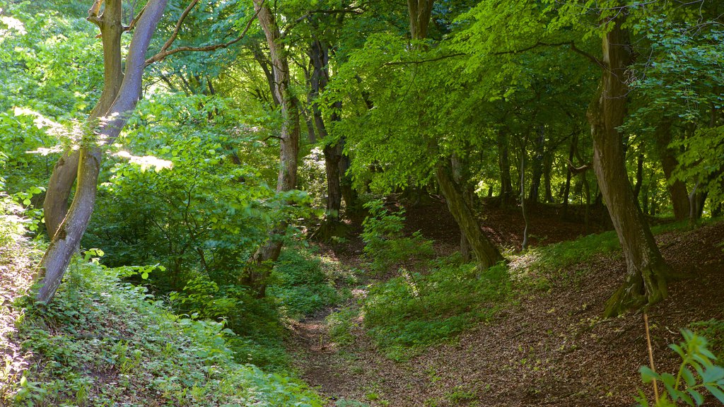 Cluj-Napoca which includes forests