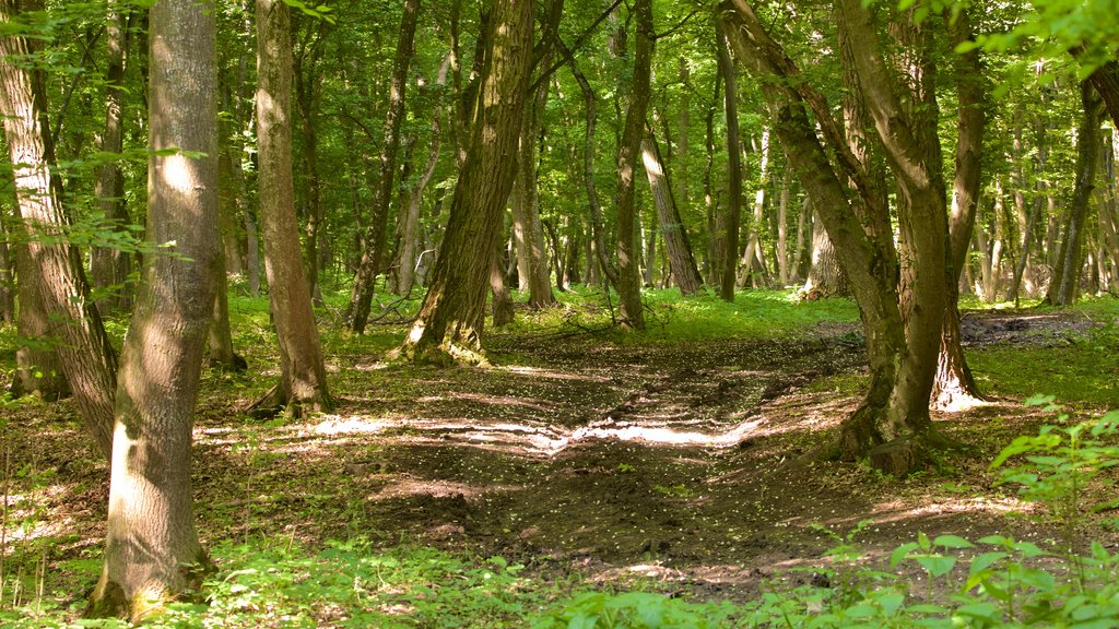 Cluj-Napoca mostrando bosques