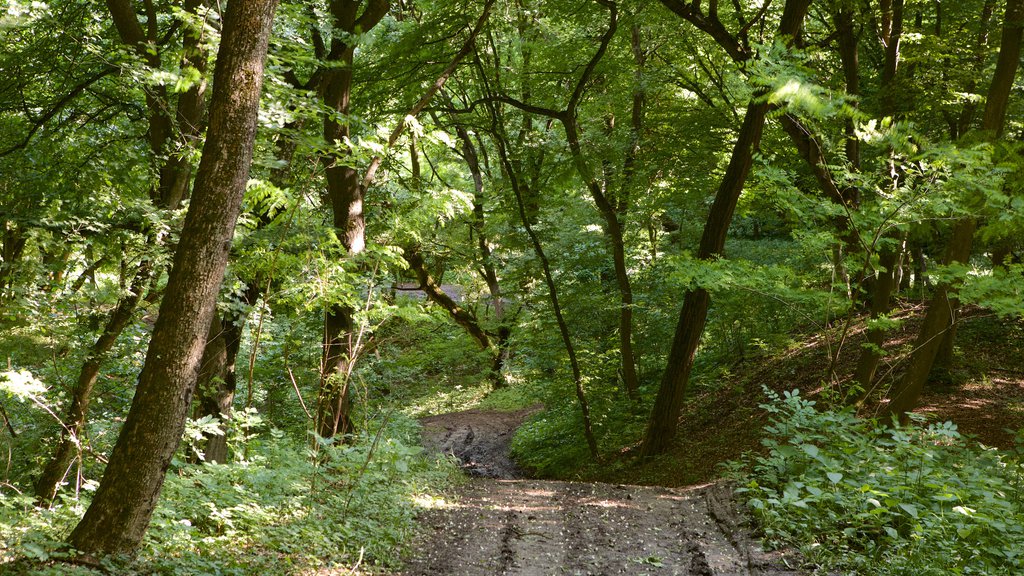 Cluj-Napoca showing forests