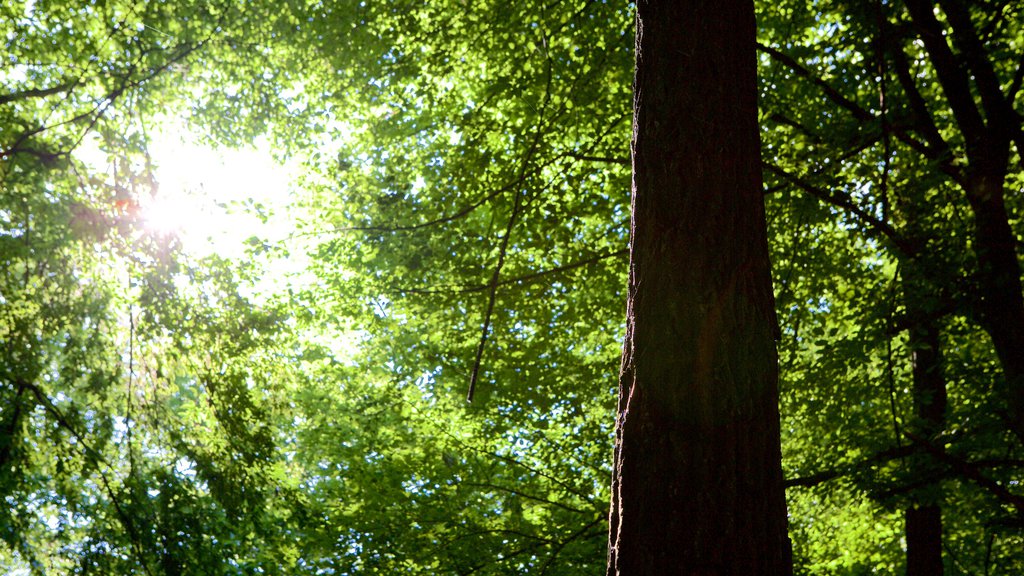 Cluj-Napoca showing forest scenes