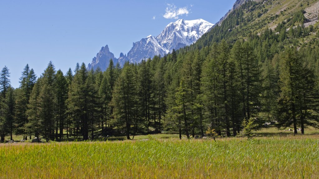 Courmayeur que incluye bosques