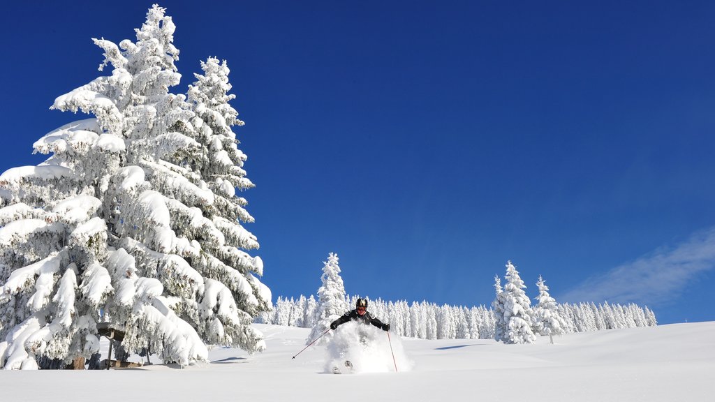 Scheffau am Wilden Kaiser ofreciendo bosques, nieve y esquiar en la nieve