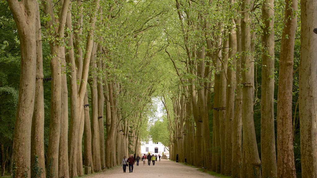 Chateau de Chenonceau showing a park