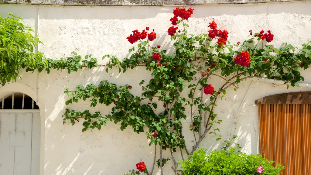 Saint-Aignan bevat bloemen