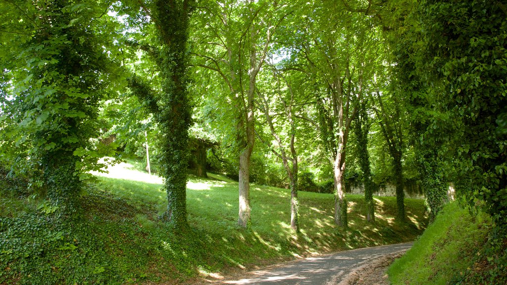 Saint-Aignan mostrando um jardim