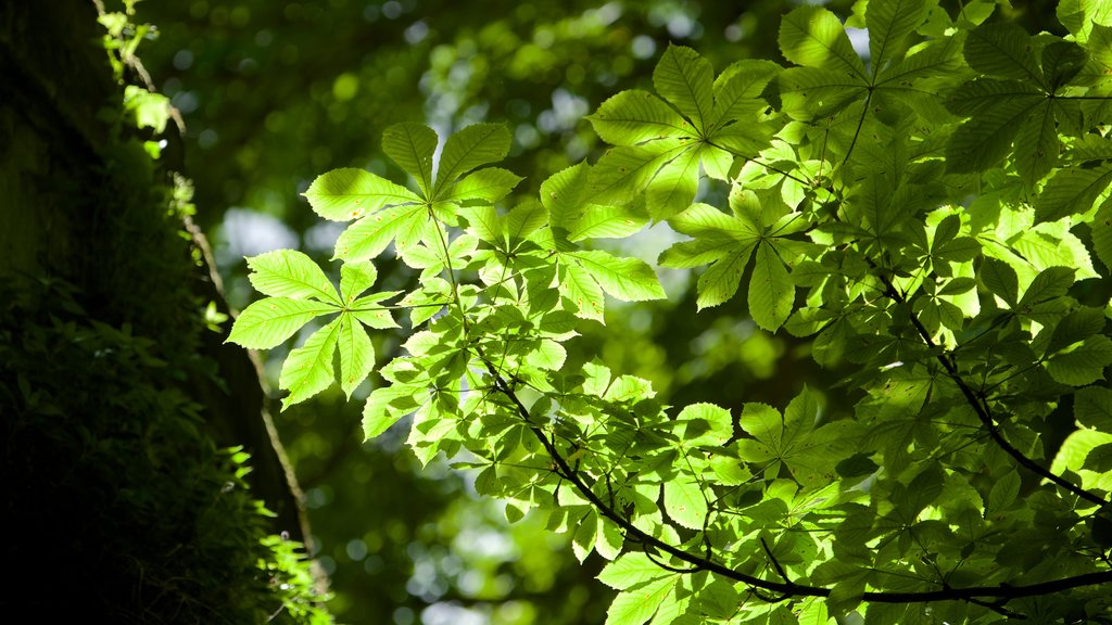 Saint-Aignan das einen Garten