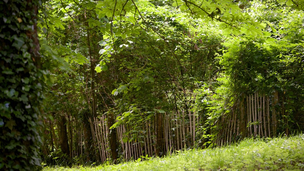 Saint-Aignan que incluye un parque