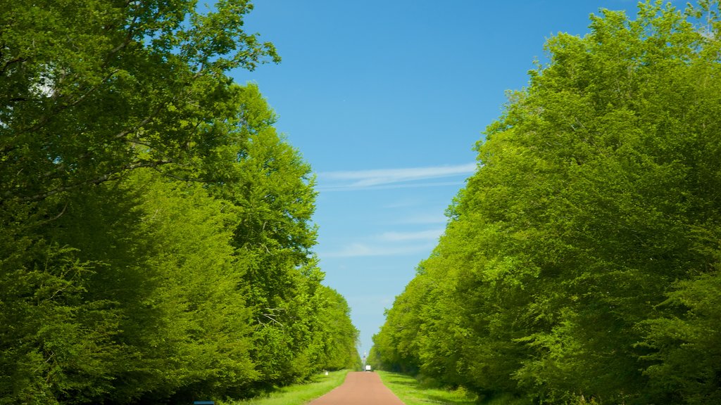 Chateau de Chambord showing tranquil scenes and a park