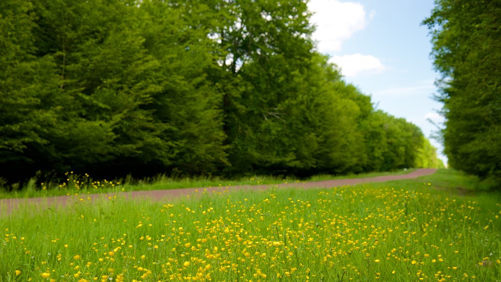 Chateau de Chambord featuring tranquil scenes and flowers