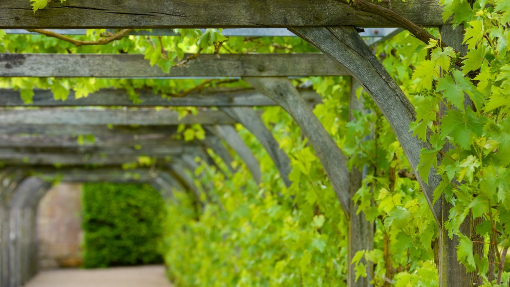 Château de Villandry inclusief kasteel of paleis en een tuin