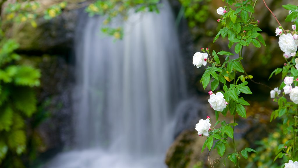 Jardin Public mostrando un jardín, flores y una catarata